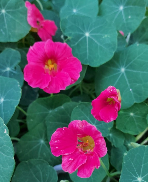 cherry rose nasturtium seeds NASTURTIUM 'Jewel Cherry Rose' seeds – Boondie Seeds
