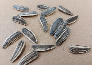 SUNFLOWER 'Mongolian Giant' seeds