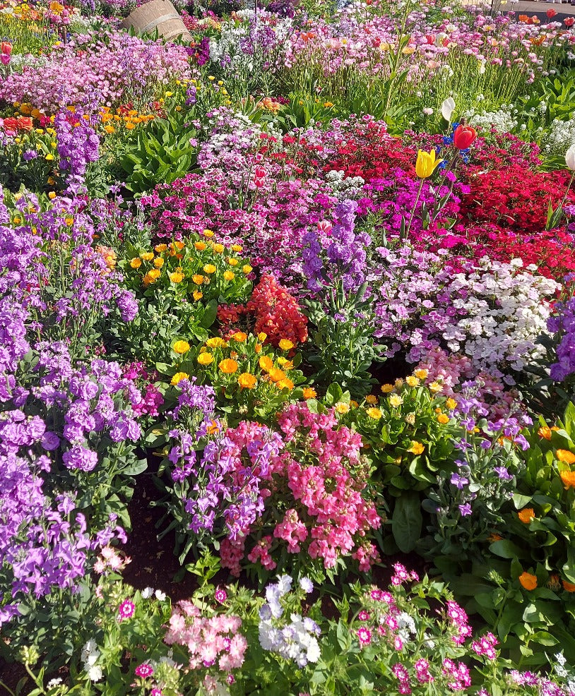 wildflower seeds australia COTTAGE GARDEN SEED MIX