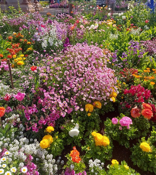 cottage garden seed mix COTTAGE GARDEN MIX