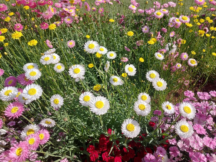 planting paper daisy seeds EVERLASTING DAISY 'White' / Native / PAPER DAISY seeds – Boondie Seeds