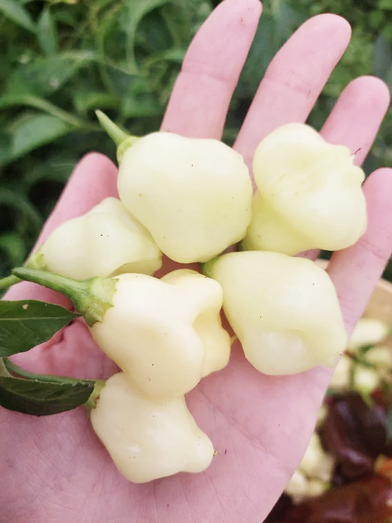 CHILLI 'Aji White Fantasy' seeds – Boondie Seeds