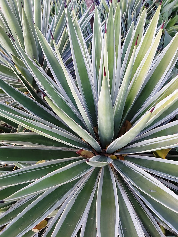 is the agave plant a succulent AGAVE Striped SUCCULENT *Plant* – Boondie Seeds