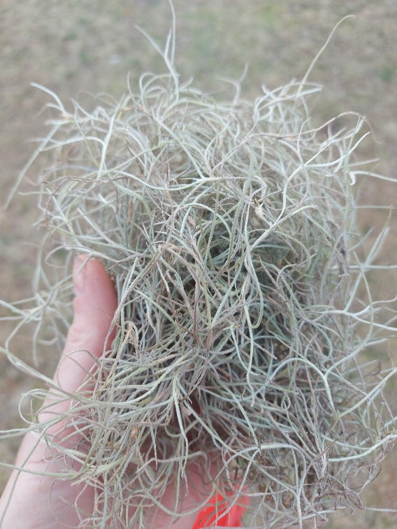 old man beard air plant AIR PLANT / SPANISH MOSS / OLD MANS BEARD *Plant* – Boondie Seeds