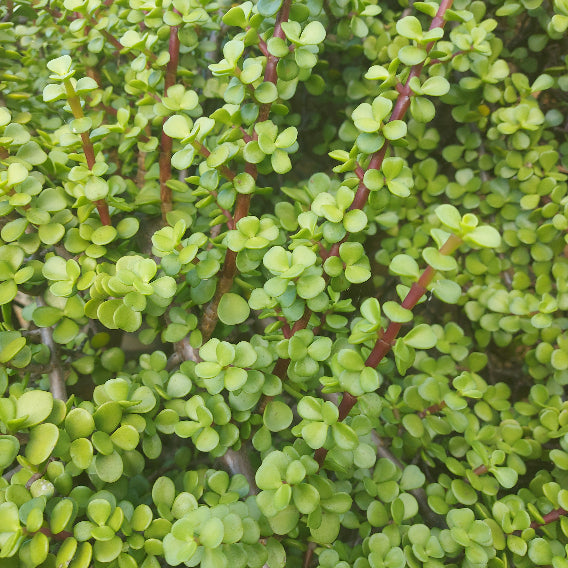 portulacaria afra dwarf jade JADE PLANT Portulacaria afra SUCCULENT *Cuttings* – Boondie Seeds
