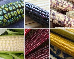 CORN / MAIZE VARIETY COLLECTION 6 x packets of seeds