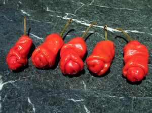CHILLI 'Penis' / Peter Pepper seeds