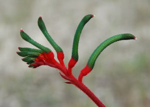KANGAROO PAW 'Red and Green' / ANIGOZANTHOS MANGLESII seeds *NATIVE*