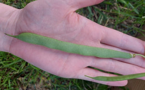BEAN DWARF 'Windsor Long Pod' seeds
