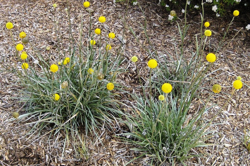 BILLY BUTTONS / Billy Balls / Pycnosorus globosus seeds *NATIVE