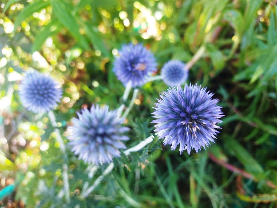blue thistle flower seeds GLOBE THISTLE / Echinops 'Ritro Violet' seeds – Boondie Seeds