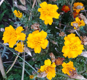 FRENCH MARIGOLD 'Petite Yellow' seeds