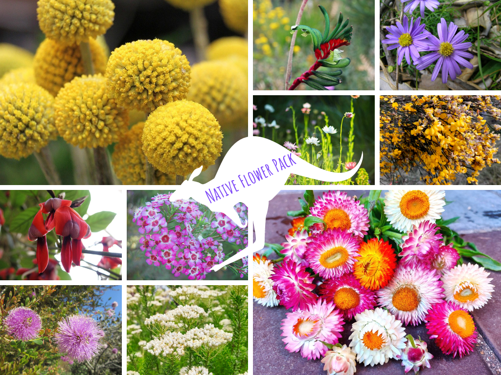 native plant seeds australia NATIVE FLOWER PACK 12 packets of seeds – Boondie Seeds