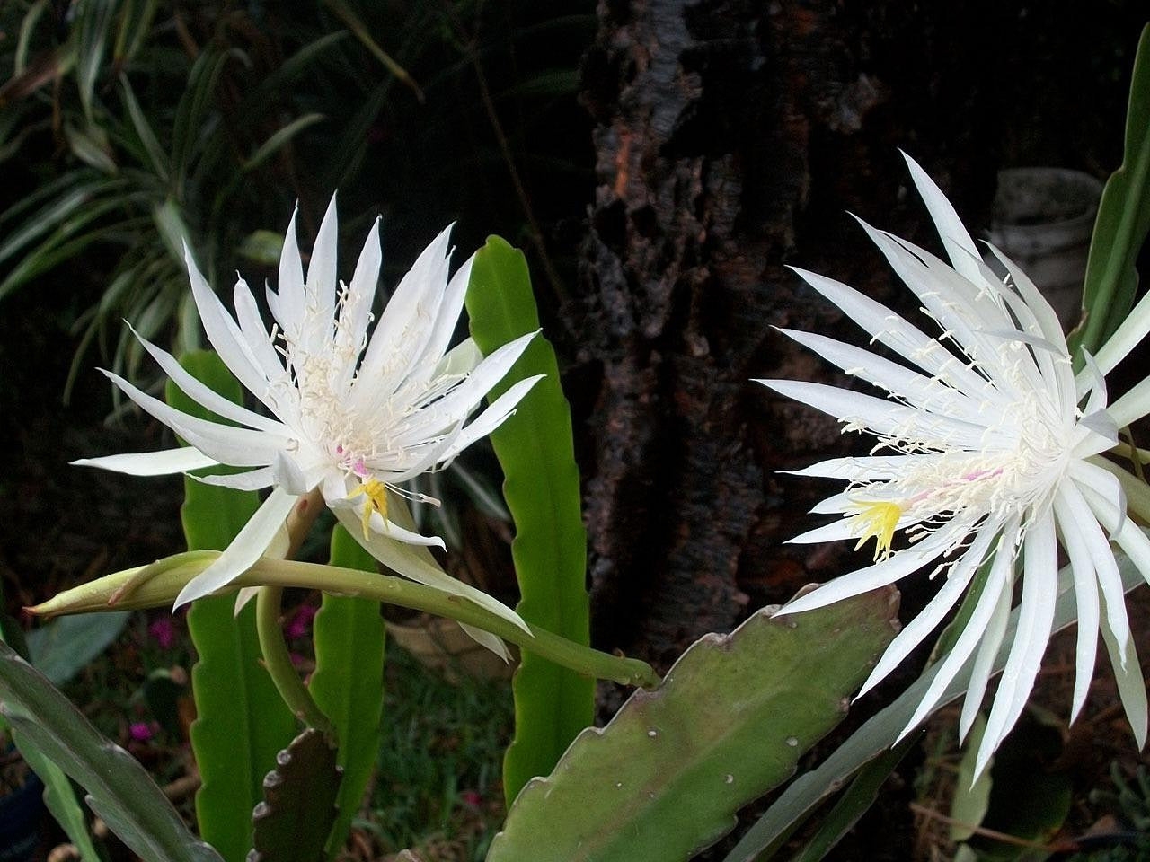 succulent queen of the night SUCCULENT Epiphyllum hookeri 'Queen of the Night' Cactus *Cuttings* – Boondie Seeds