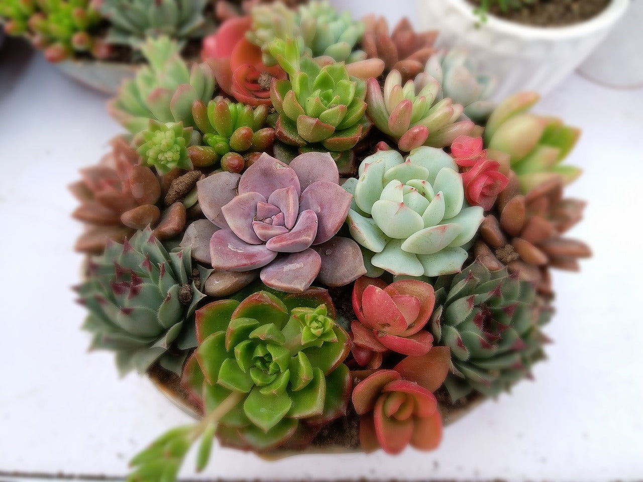 is succulent plant lucky SUCCULENT LUCKY DIP *Plants / Cuttings* – Boondie Seeds