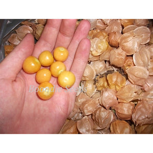 CAPE GOOSEBERRY / GROUND CHERRY / PHYSALIS - Boondie Seeds