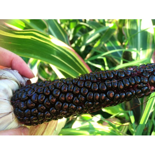 CORN / MAIZE 'Striped Japonica' *RARE* seeds Boondie Seeds