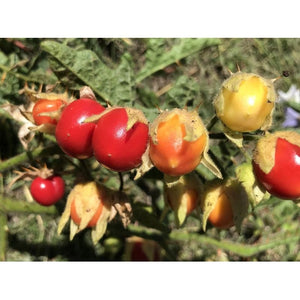 LITCHI TOMATO BERRY / Fire and Ice plant seeds
