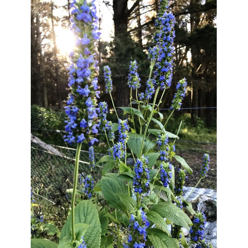 chia seed plant edible CHIA 'Black Seeded' /Salvia hispanica seeds – Boondie Seeds