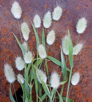 Lagurus Ovatus - Hare's Tail or Bunnys Tails  *Ornamental Grass* seeds