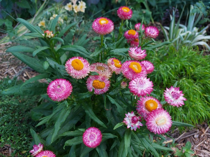 PAPER DAISY 'Dwarf Tom Thumb Mix' / STRAWFLOWER seeds *Good for pots