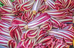 RADICCHIO 'Trevisio Red Early' seeds