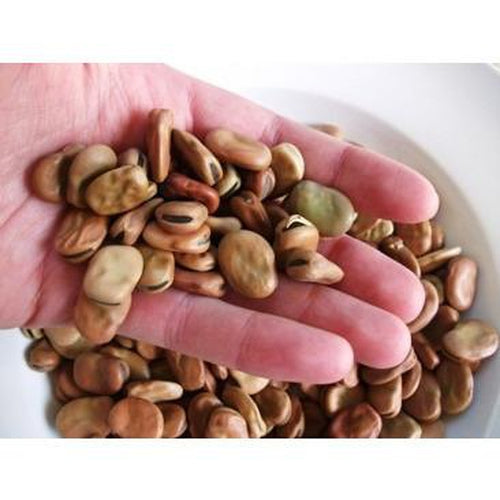 BROAD BEAN 'Coles Dwarf' seeds Boondie Seeds