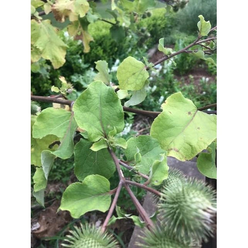 Arctium Lappa Seed Gobo ‘Takinogawa Long’ |  Plant Seeds,Alive