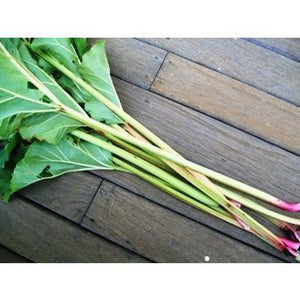 RHUBARB 'Green Victoria' - Boondie Seeds