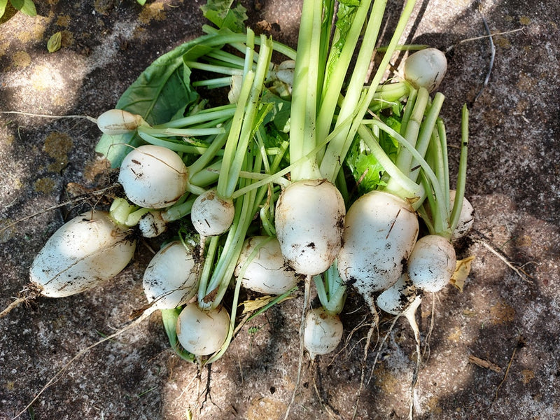 TURNIP 'Tokyo Market' / Japanese Baby Turnip / Hakurei seeds Boondie