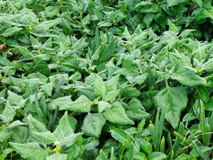 WARRIGAL GREENS / New Zealand Spinach NATIVE seeds