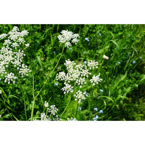 plant with licorice flavoured seeds ANISE / Aniseed / licorice herb seeds – Boondie Seeds