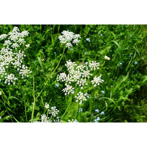 ANISE  / Aniseed / licorice herb - Boondie Seeds