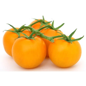 TOMATO 'Yellow Grosse Lisse' - Boondie Seeds