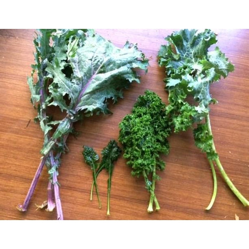 KALE VARIETY PACK - 6 packets of seeds
