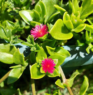 BABY SUNROSE CUTTINGS / Easy drought heat tolerant succulent ground cover