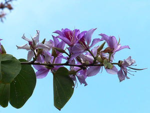 BAUHINIA variegata / Orchid Tree seeds
