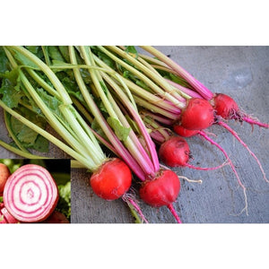 BEETROOT 'Chioggia / Candy Stripe' - Boondie Seeds