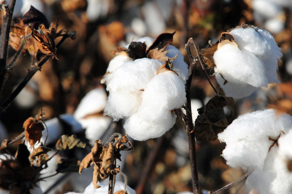 where to buy cotton seeds for planting COTTON seeds – Boondie Seeds