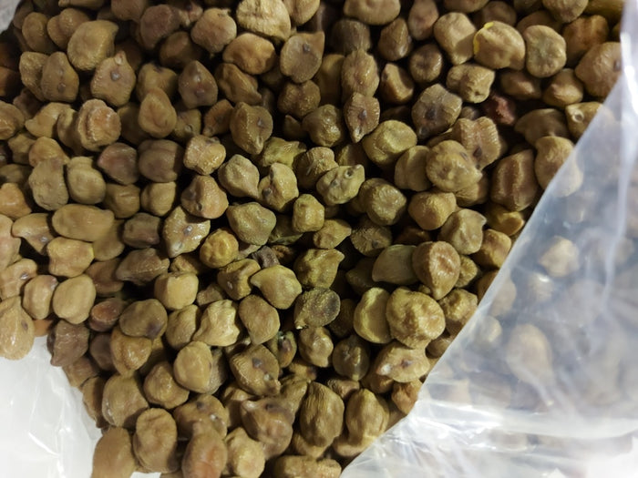 CHICKPEA / GARBANZO 'Brown Desi' seeds