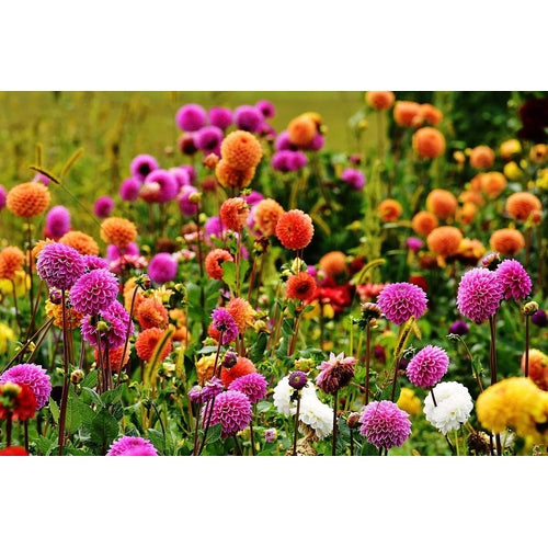 pom pom dahlia seeds DAHLIA 'Pompon Mix' seeds – Boondie Seeds