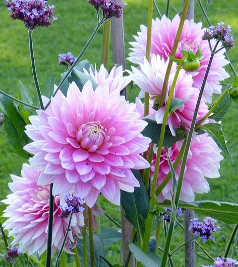 giant dahlia seeds Dahlia 'Decorative Giants Mixed' seeds – Boondie Seeds