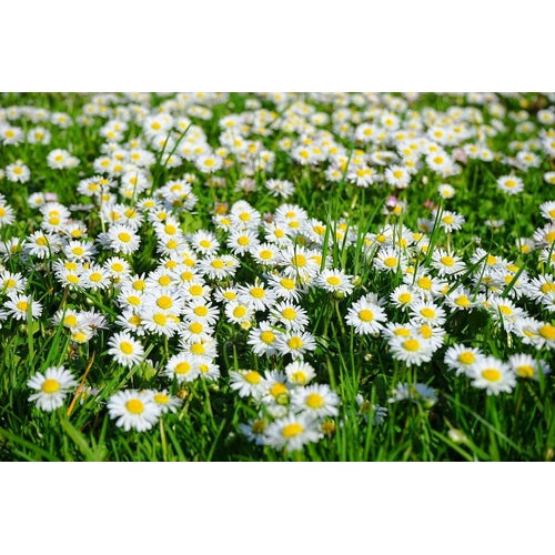 CHRYSANTHEMUM DAISY / Creeping Daisy 'Pure White' seeds Boondie Seeds