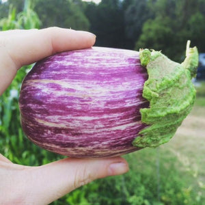 Eggplant 'Listada Di Gandia' - Boondie Seeds