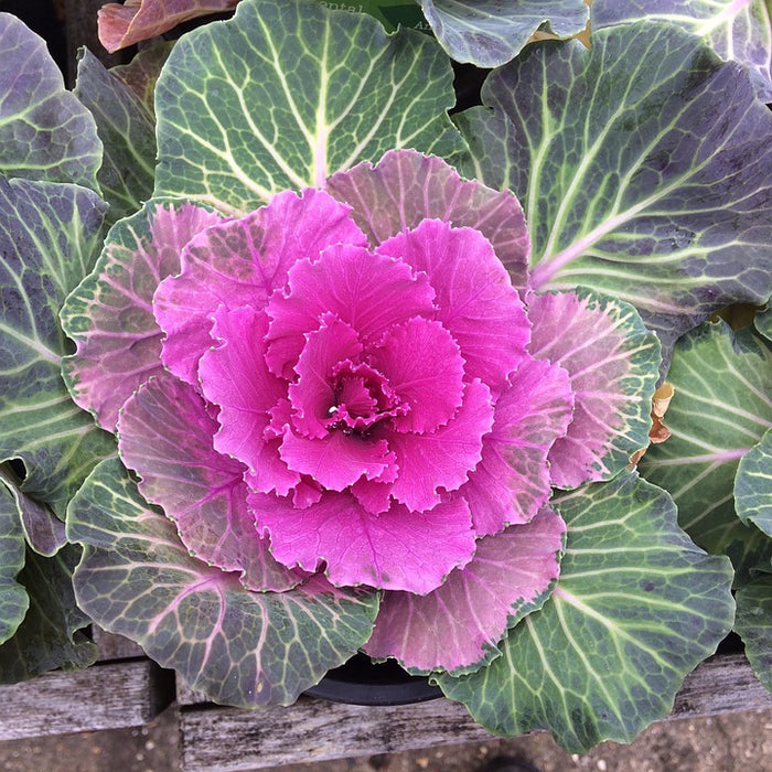 FLOWERING CABBAGE 'Ornamental Mix' seeds