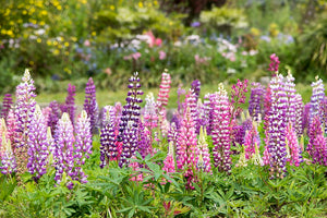 LUPIN - Russell Lupin Mix seeds