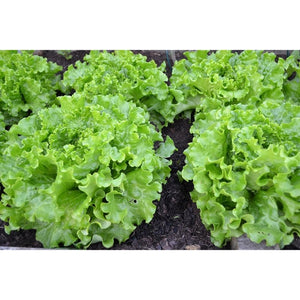 LETTUCE 'Salad Bowl Green' - Boondie Seeds