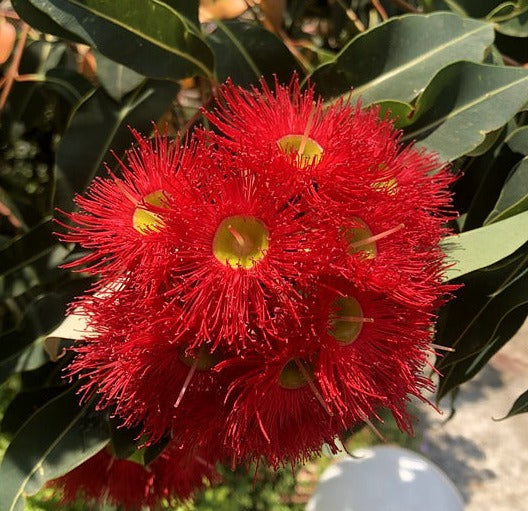 RED FLOWERING GUM / Corymbia ficifolia *AUSTRALIAN NATIVE* seeds – Boondie  Seeds