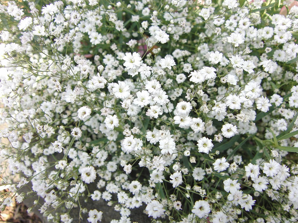 gypsophila covent garden seeds BABY'S BREATH gypsophila 'Covent Garden White' seeds – Boondie Seeds