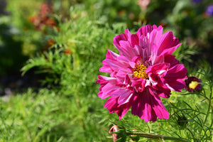 COSMOS 'Psyche Double Mix' seeds